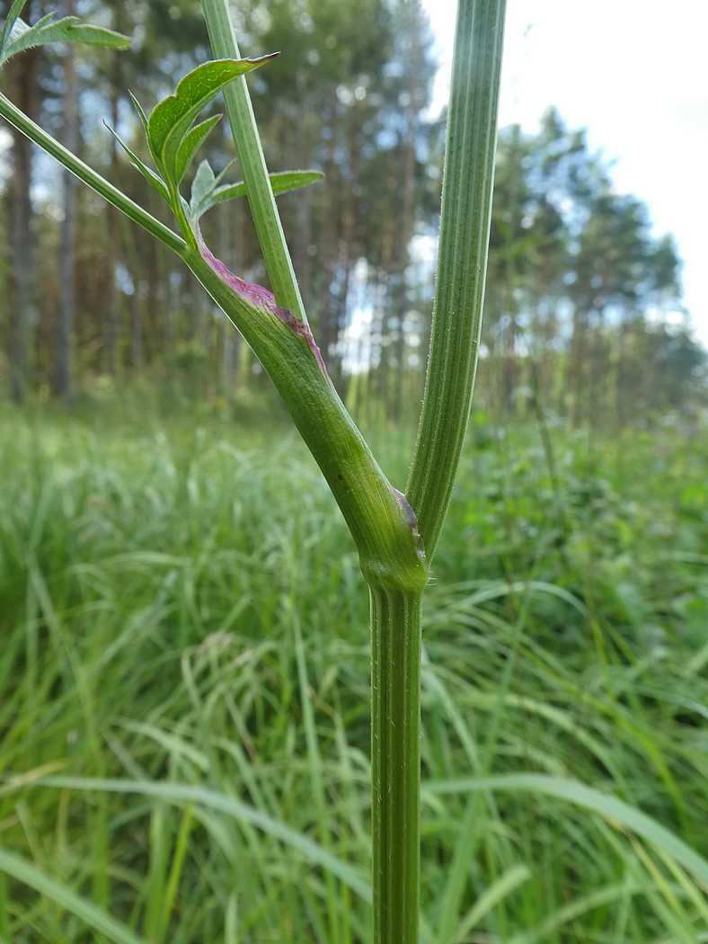 Изображение особи Laserpitium prutenicum.