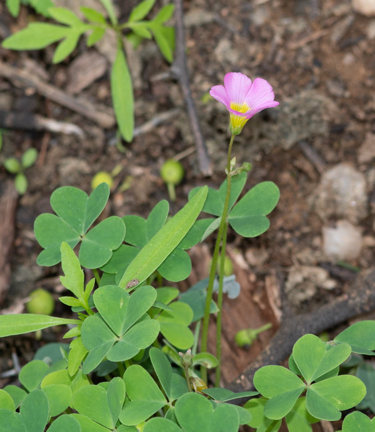 Image of Oxalis purpurascens specimen.