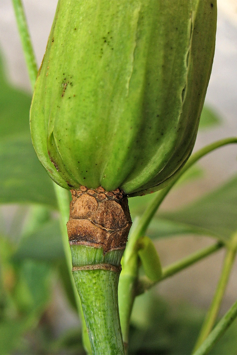 Image of Liriodendron tulipifera specimen.