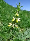 Phlomoides labiosa