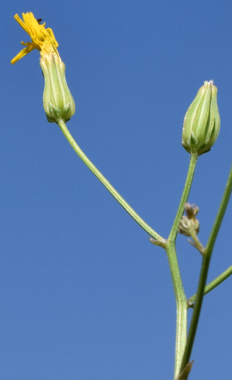 Image of Crepis pulchra ssp. turkestanica specimen.