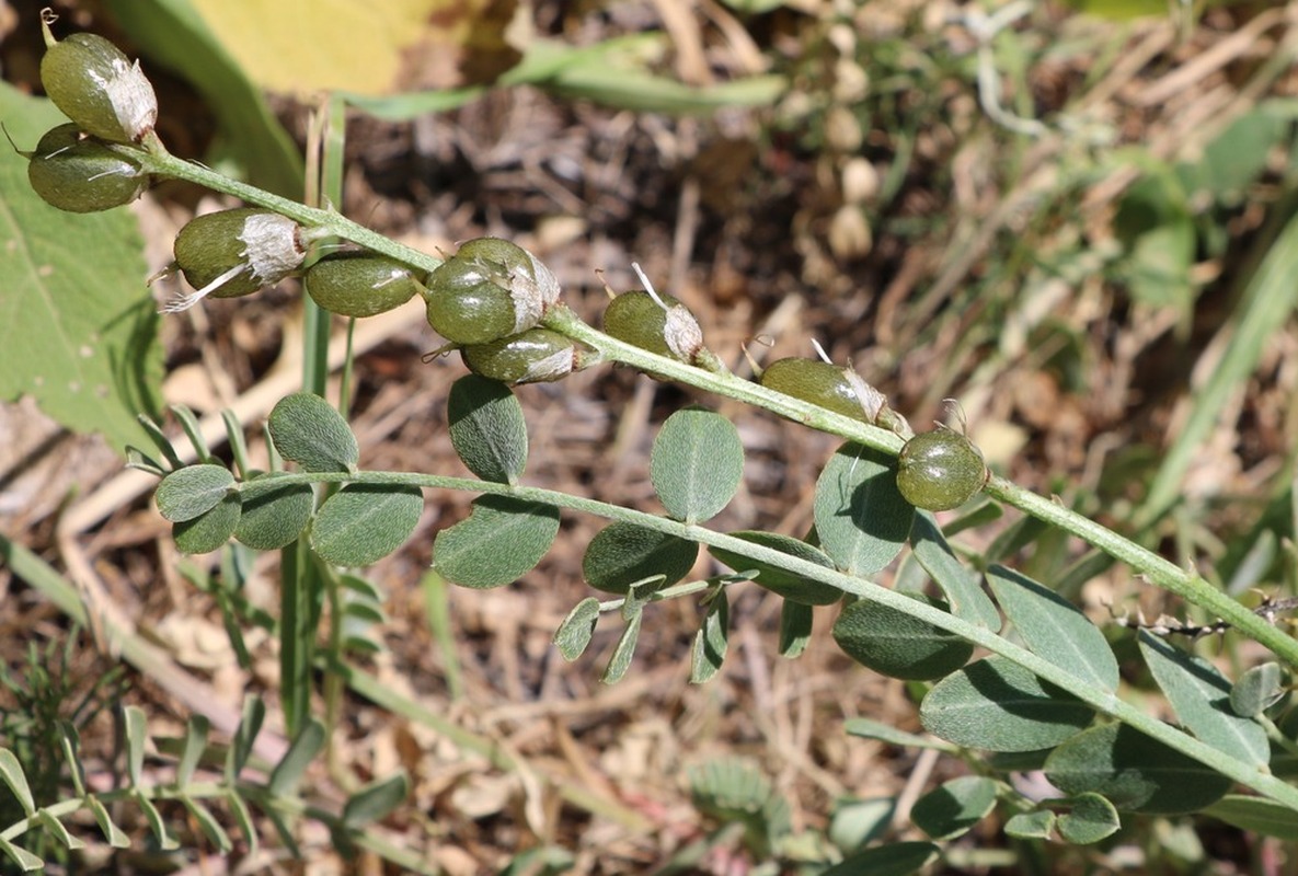 Image of familia Fabaceae specimen.