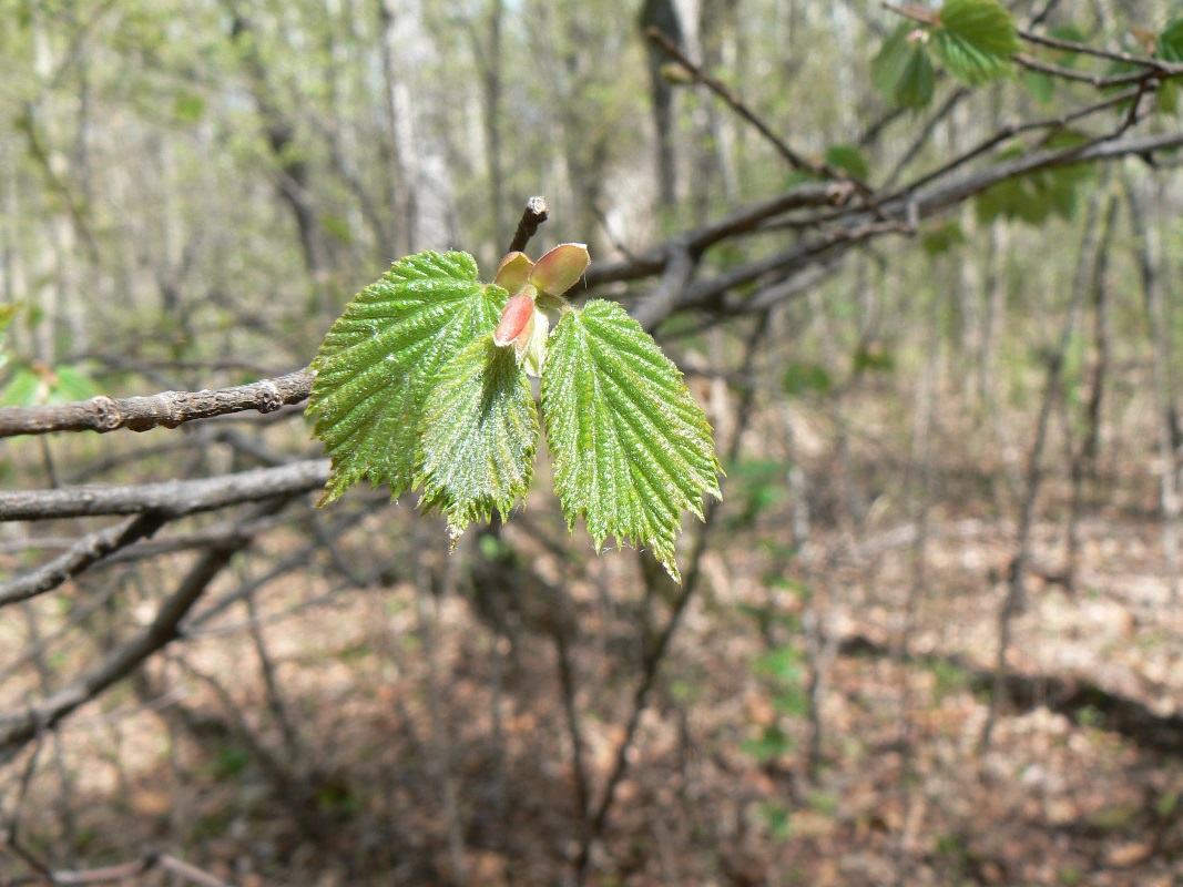 Изображение особи Corylus mandshurica.