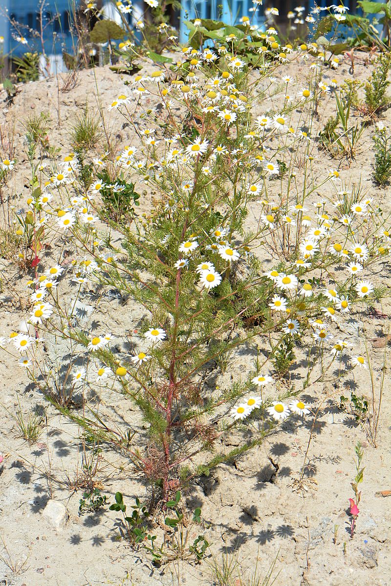 Изображение особи Tripleurospermum inodorum.