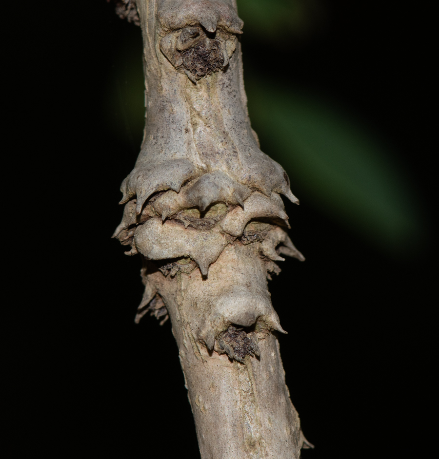 Image of genus Phyllanthus specimen.