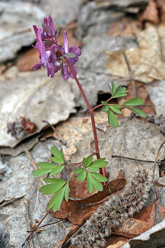 Изображение особи Corydalis solida.