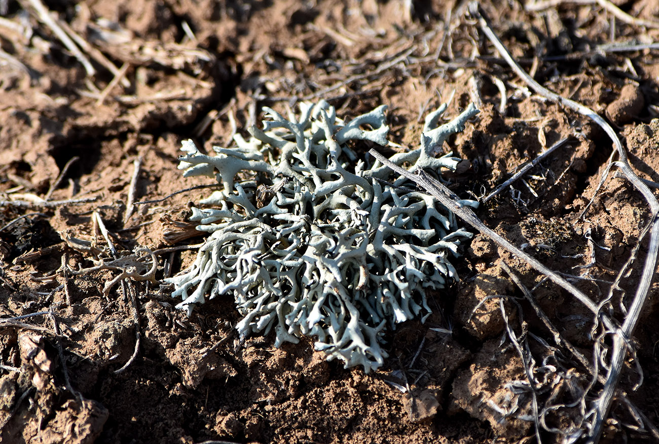 Image of Xanthoparmelia subdiffluens specimen.