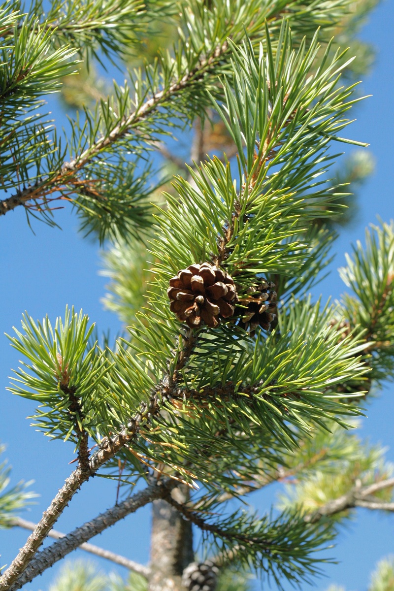 Image of Pinus friesiana specimen.