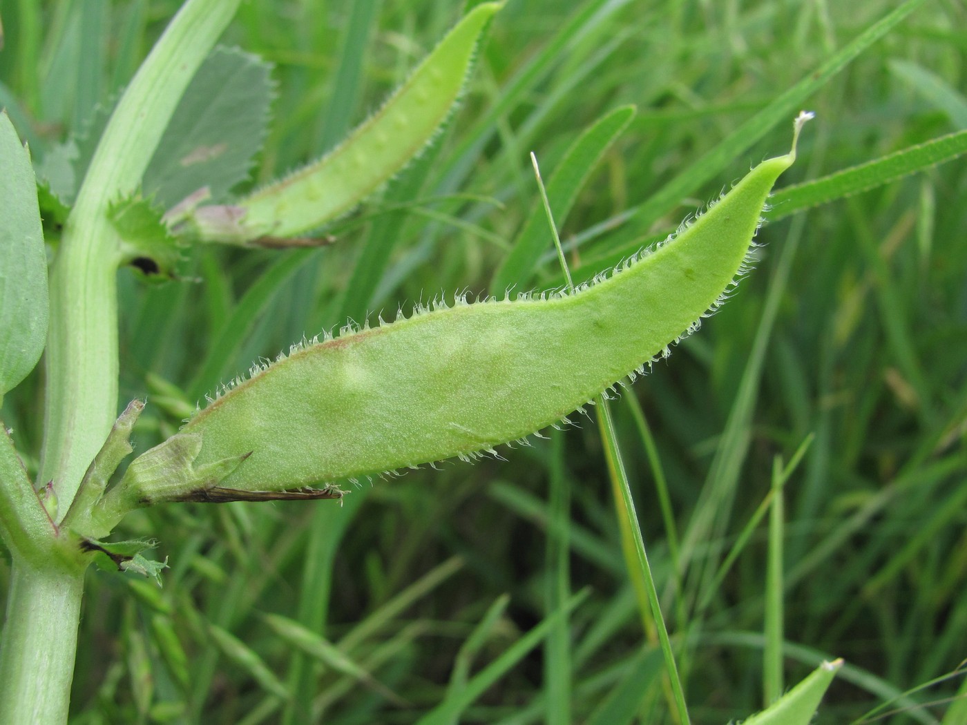 Изображение особи Vicia serratifolia.