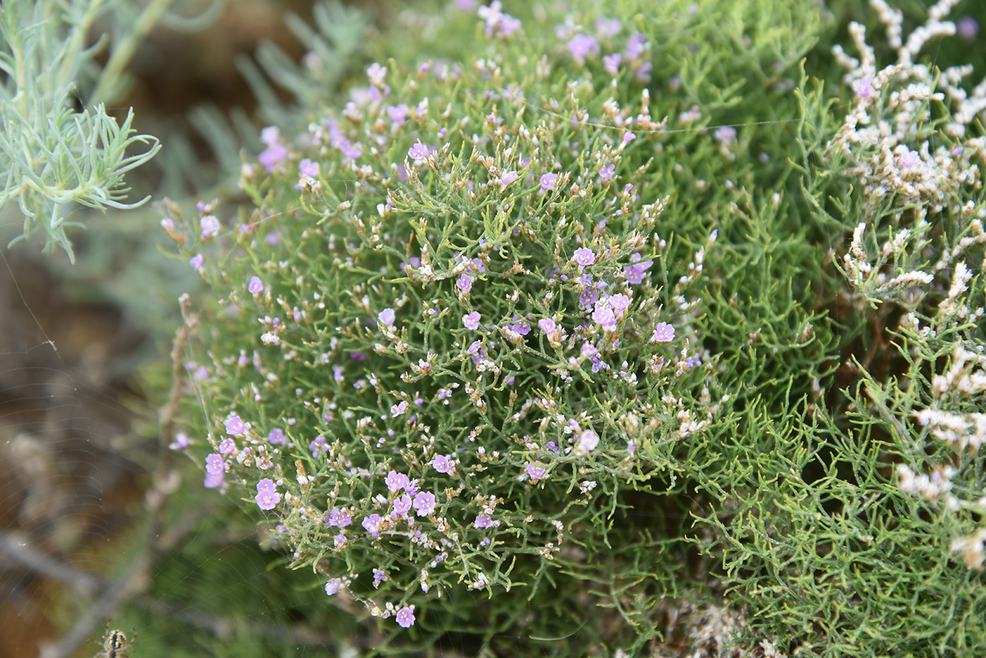 Image of Limonium caspium specimen.