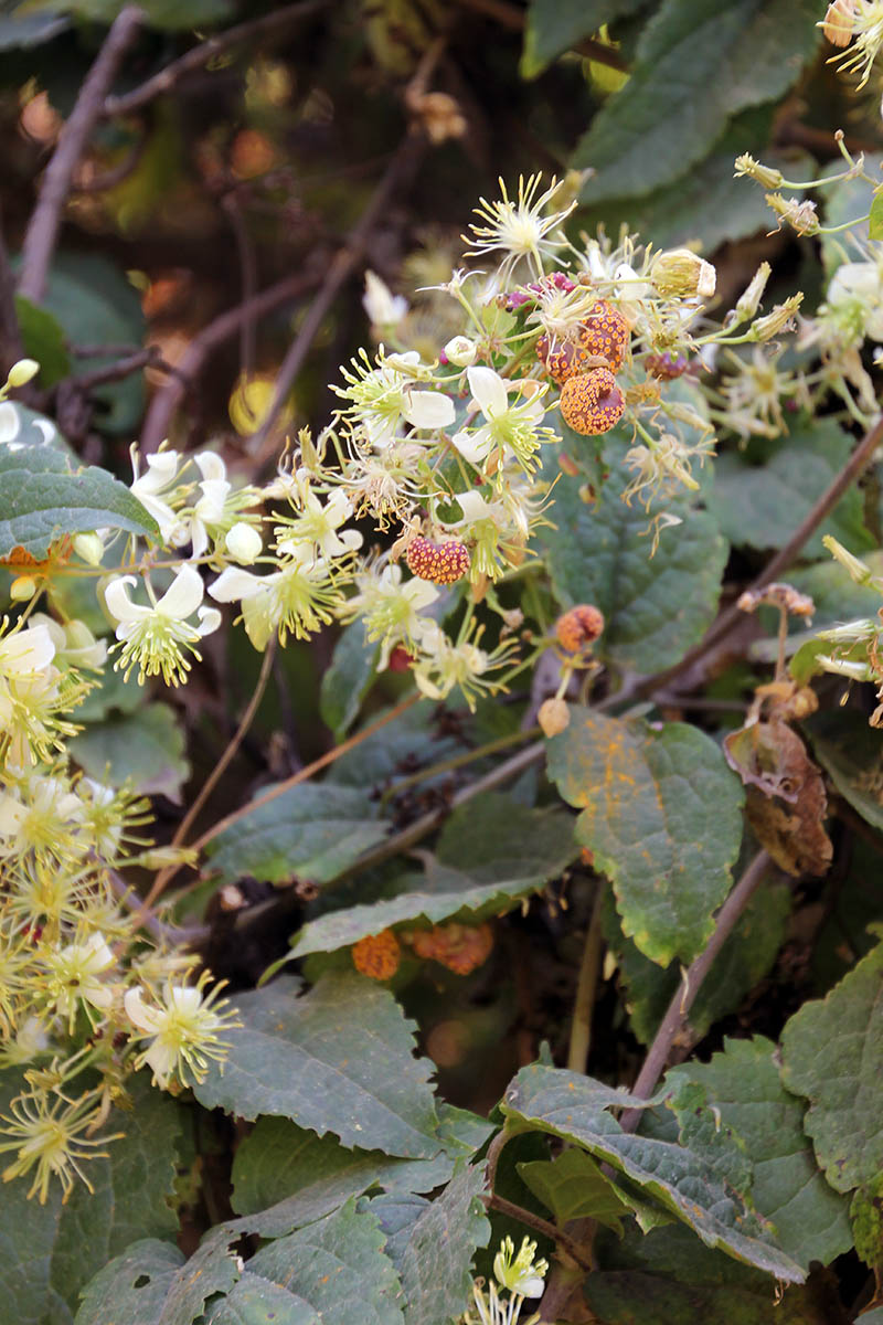 Image of genus Clematis specimen.