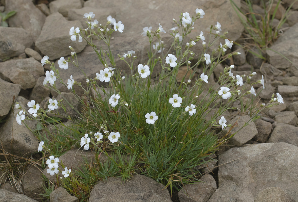 Изображение особи Minuartia circassica.