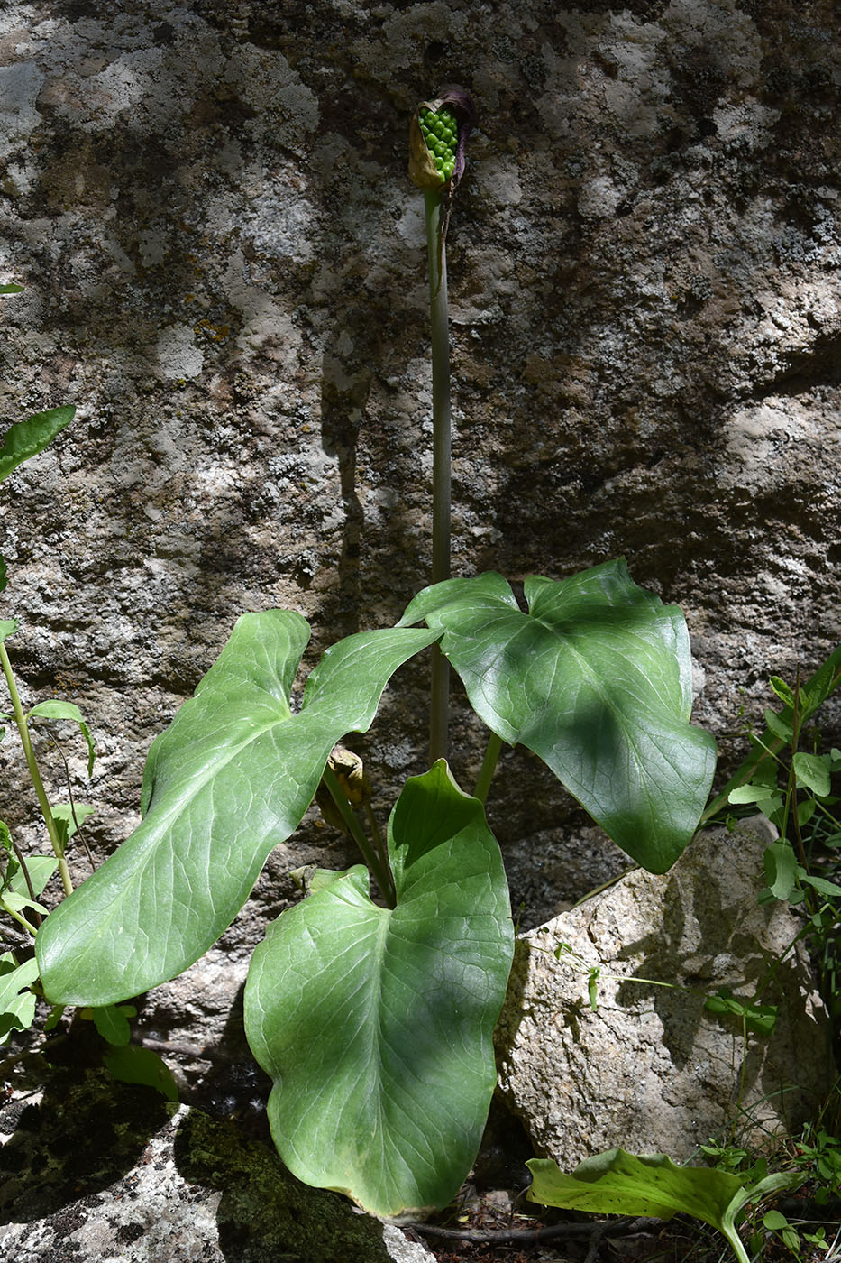 Image of Arum korolkowii specimen.