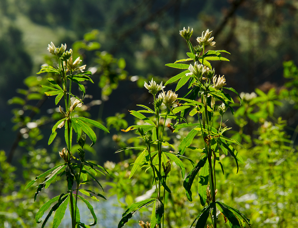 Image of Trifolium spryginii specimen.