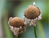 Leucanthemum ircutianum. Соцветия-корзинки с созревающими плодами. Московская обл., Раменский р-н, окр. дер. Хрипань, садовый участок. 07.07.2022.