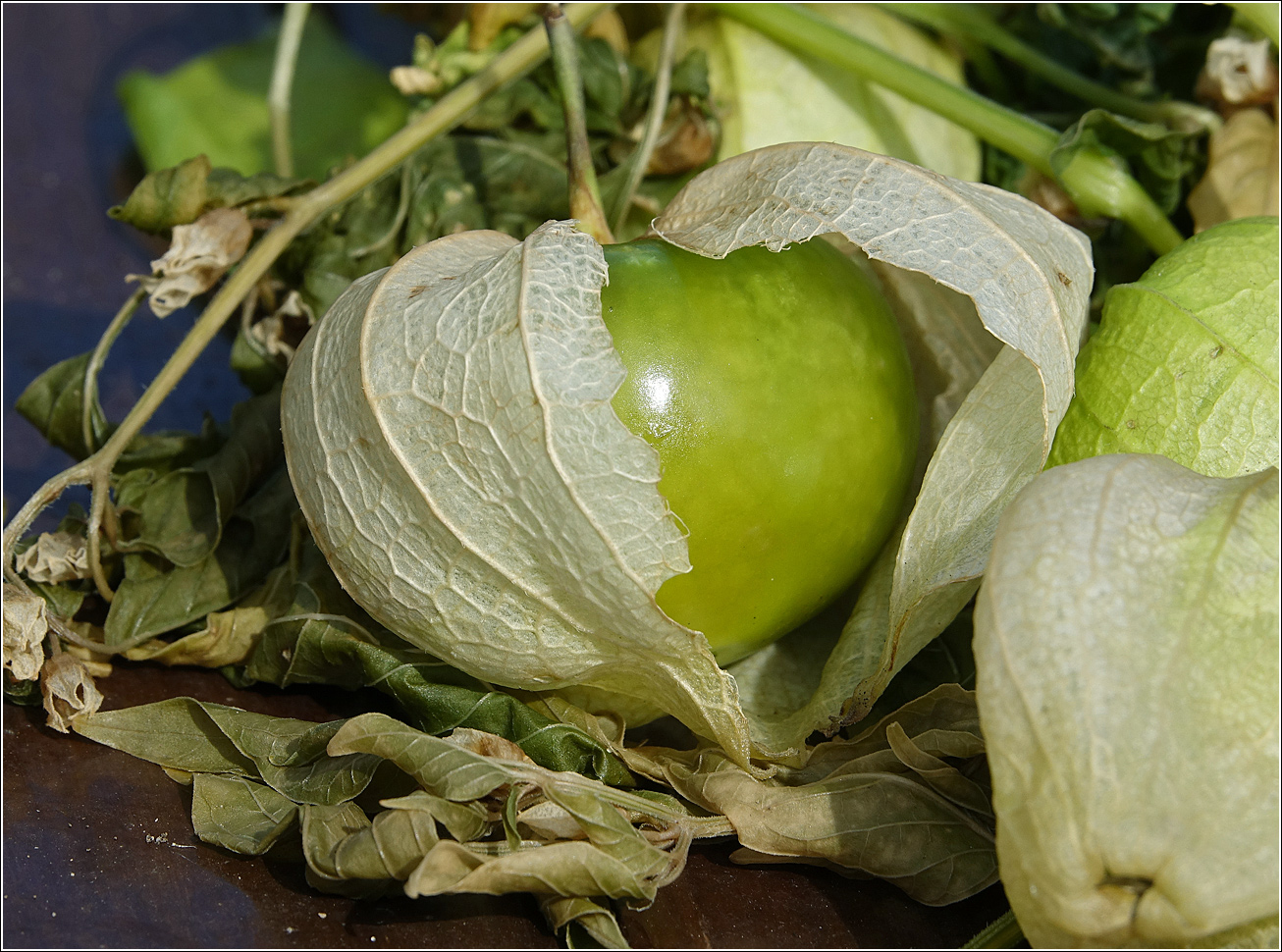 Image of genus Physalis specimen.