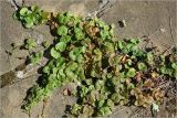 Glechoma hederacea