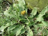 Taraxacum ostenfeldii. Цветущее растение. Краснодарский край, станица Шкуринская, придворовая территория. 08.11.2010.