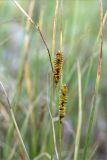 Carex rostrata. Верхушка побега с соплодиями (внизу) и отцветшим мужским соцветием. Кольский п-ов, Кандалакшский берег Белого моря, низкий каменистый заболоченный участок на окраине соснового леса. 22.07.2021.