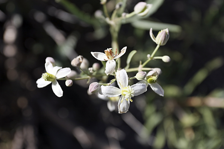 Image of Clematis songorica specimen.