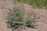 Alhagi maurorum. Цветущее растение. Египет, мухафаза Асуан, о-в Агилика, сухой склон. 03.05.2023.