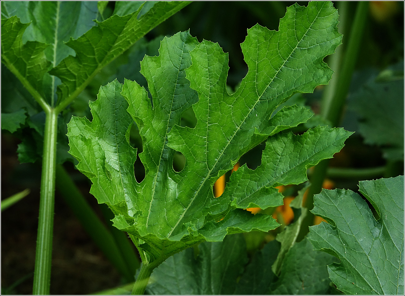 Image of Cucurbita pepo specimen.