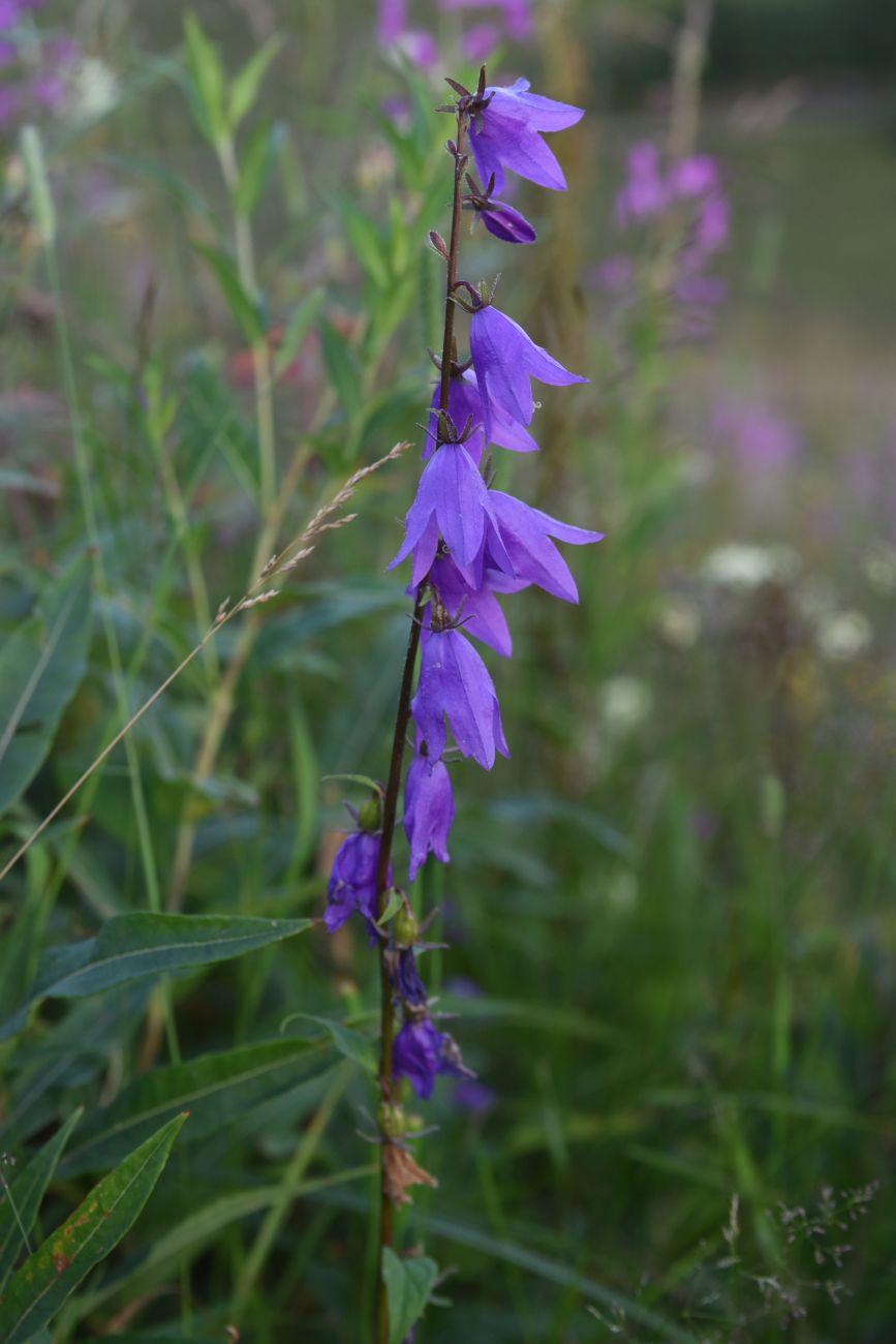 Image of Campanula rapunculoides specimen.