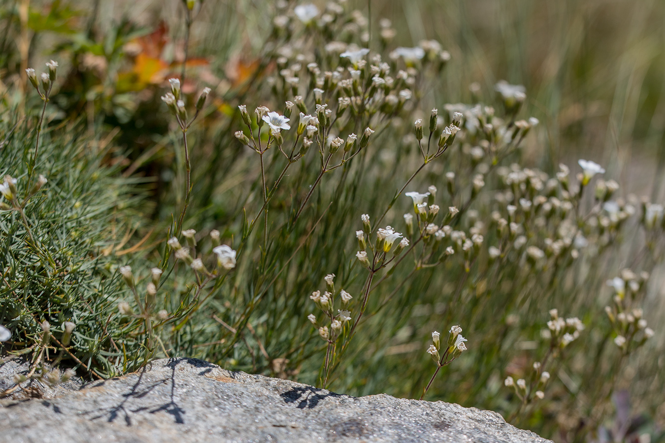 Image of Minuartia circassica specimen.