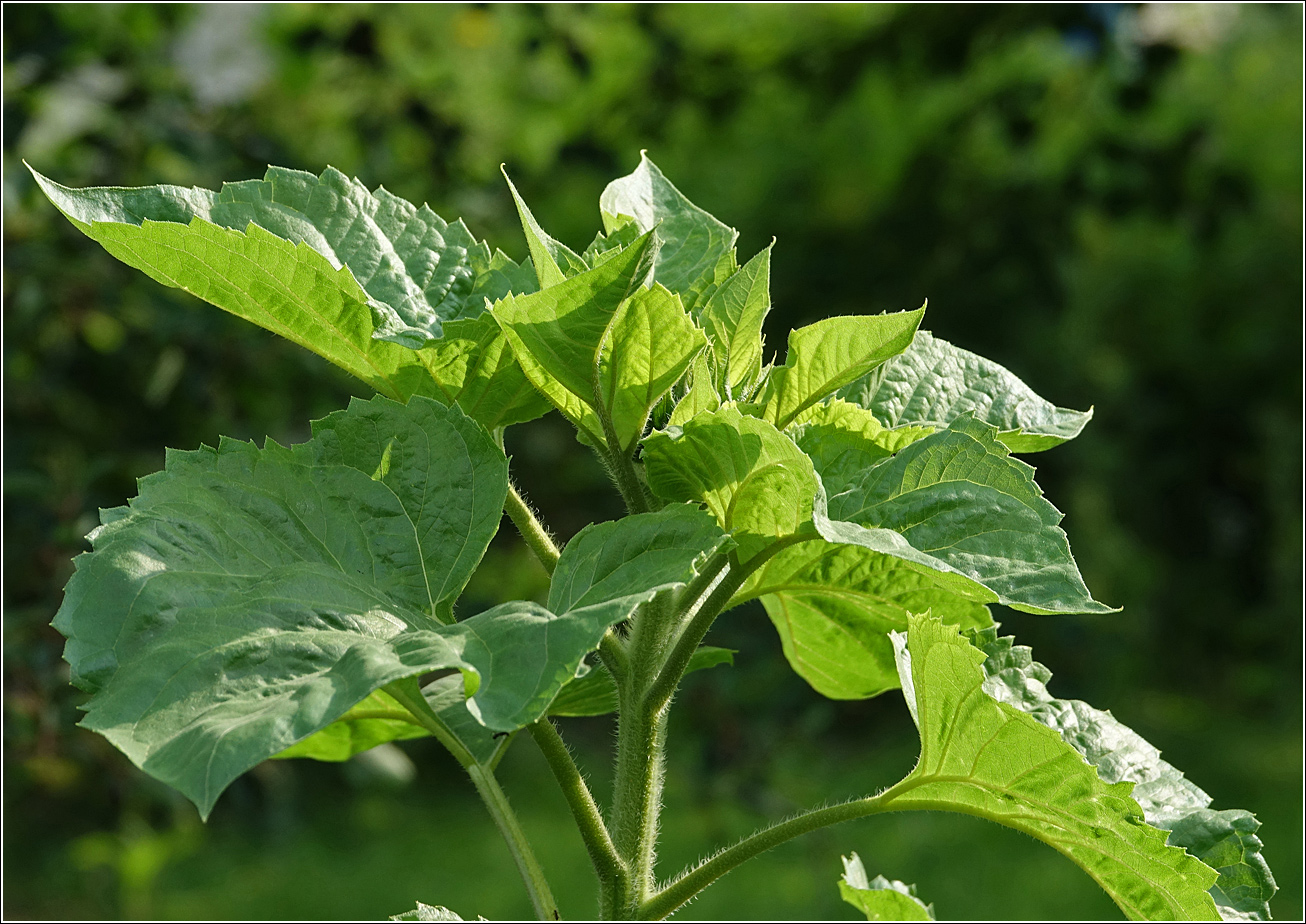 Изображение особи Helianthus annuus.