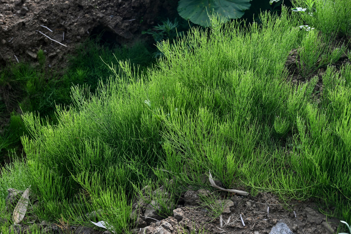 Image of Equisetum arvense specimen.