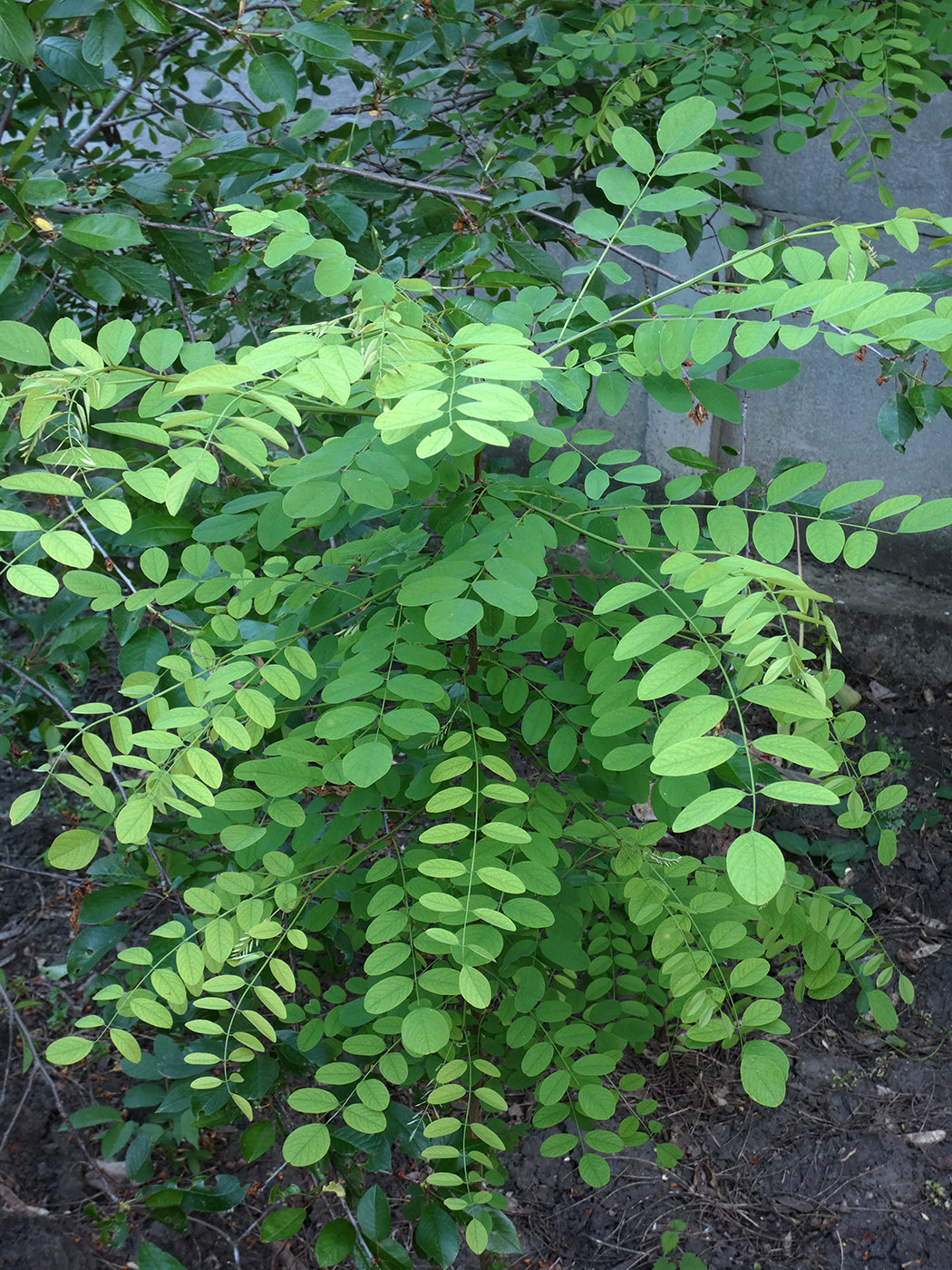 Изображение особи Robinia pseudoacacia.