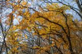 Fagus × taurica. Крона дерева с листьями в осенней окраске. Крым, гора Южная Демерджи, буковый лес. 30.10.2021.