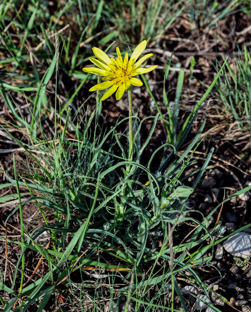 Изображение особи род Tragopogon.