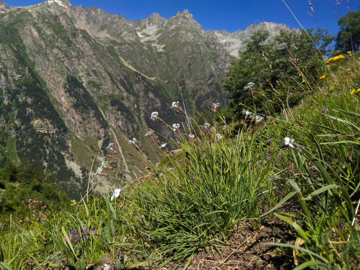 Image of Dianthus cretaceus specimen.