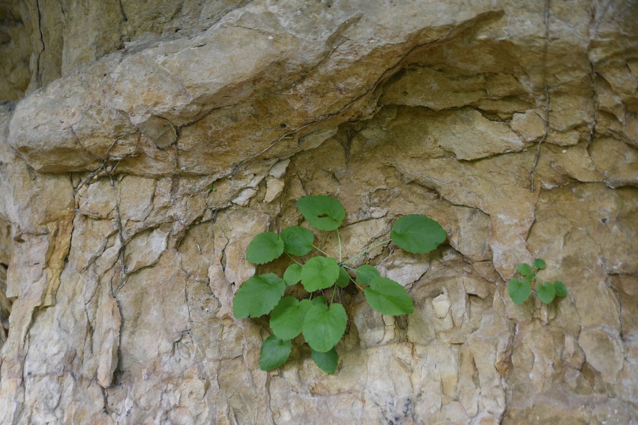 Image of Campanula pendula specimen.