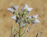 Смотреть изображение Matthiola incana