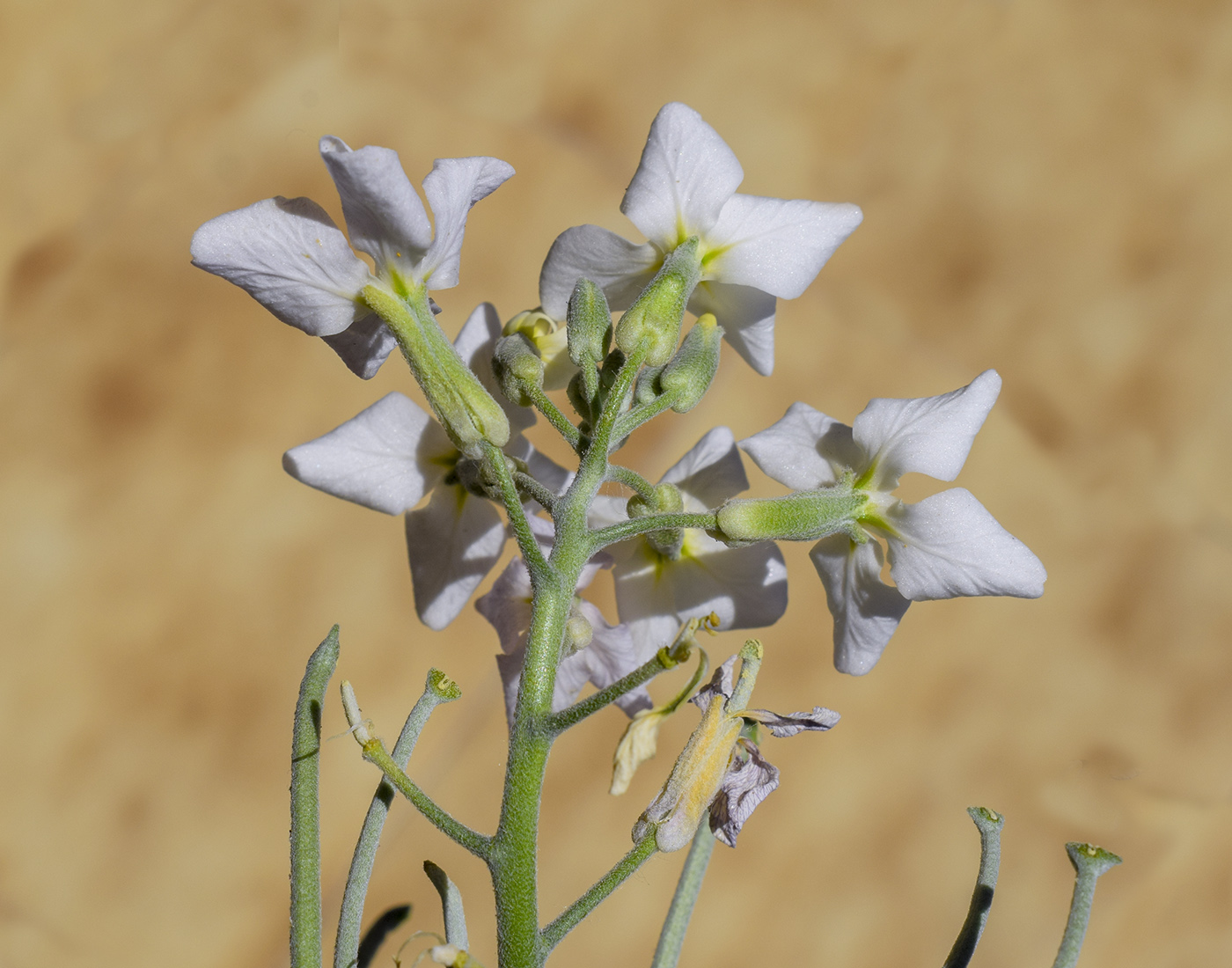 Image of Matthiola incana specimen.