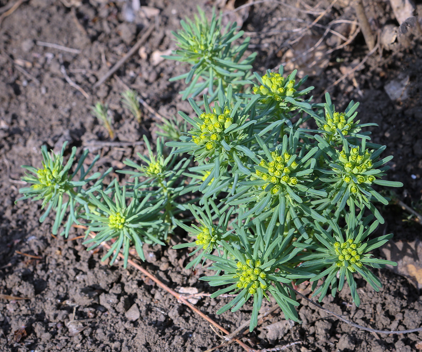 Изображение особи Euphorbia cyparissias.