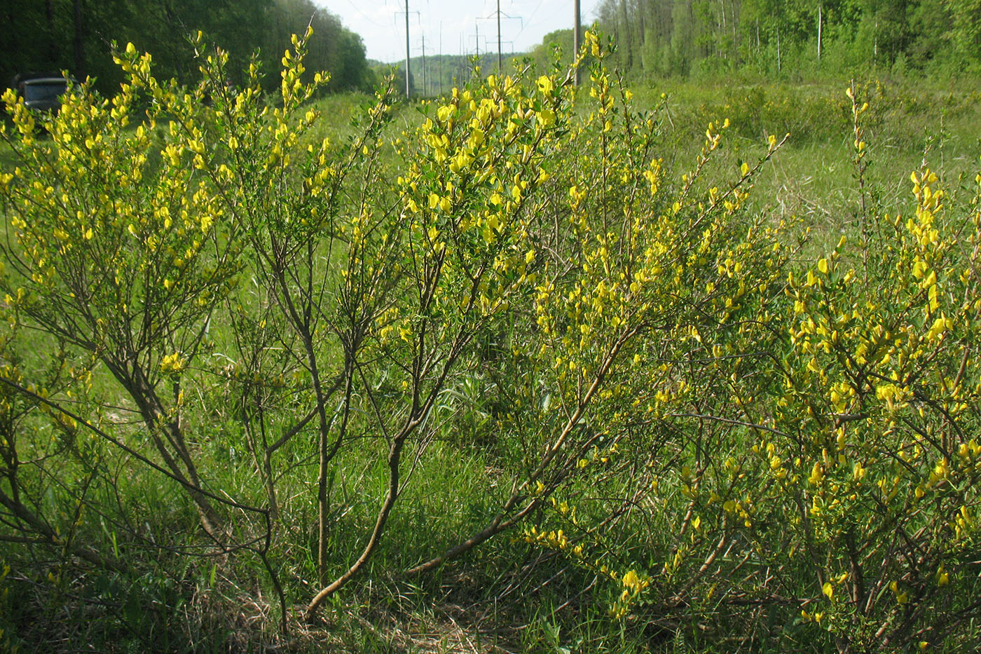 Изображение особи Chamaecytisus ruthenicus.