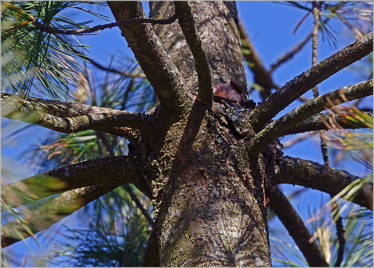 Image of Pinus sibirica specimen.