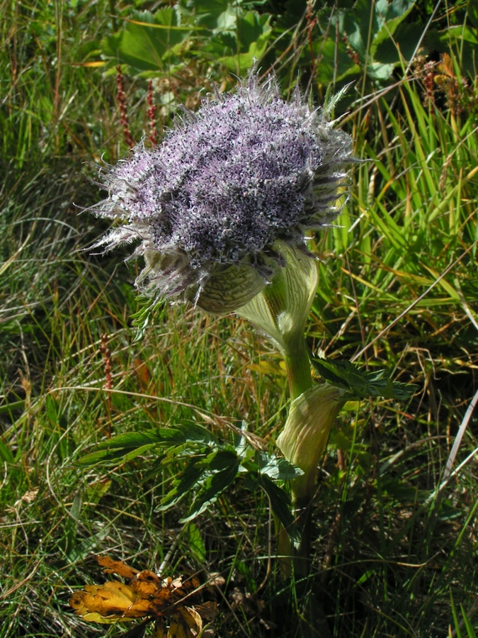 Image of Sajanella monstrosa specimen.