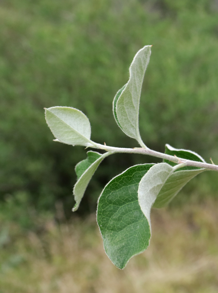 Image of genus Cotoneaster specimen.