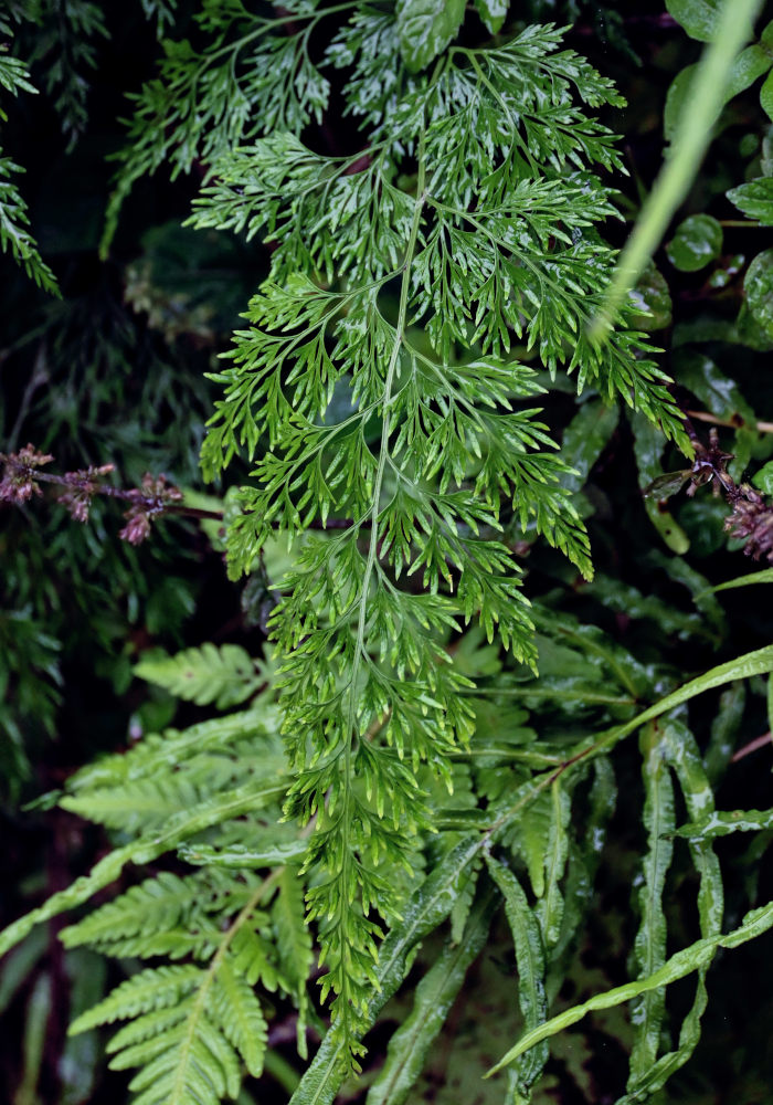 Image of Onychium japonicum specimen.