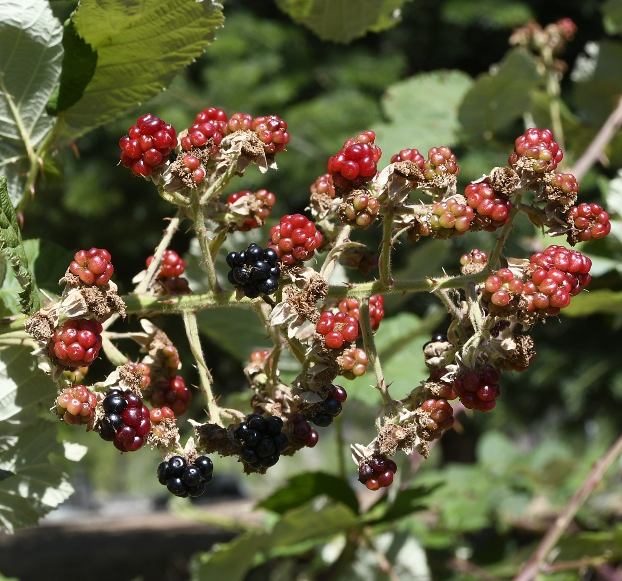 Изображение особи Rubus discolor.