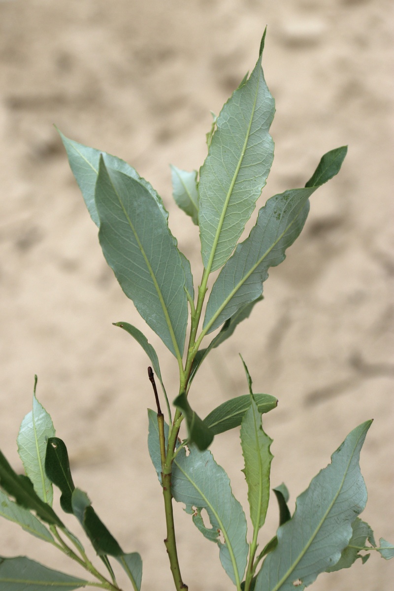 Image of Salix phylicifolia specimen.