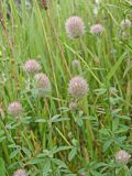 Trifolium arvense