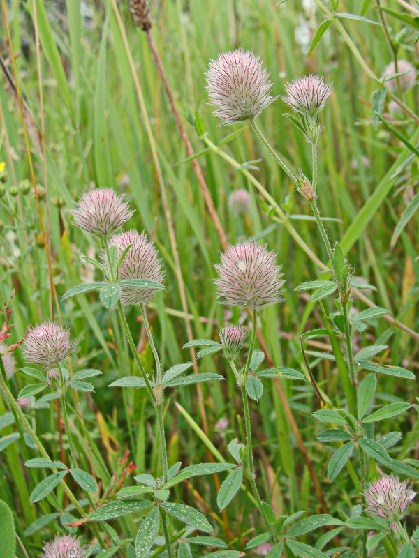 Image of Trifolium arvense specimen.