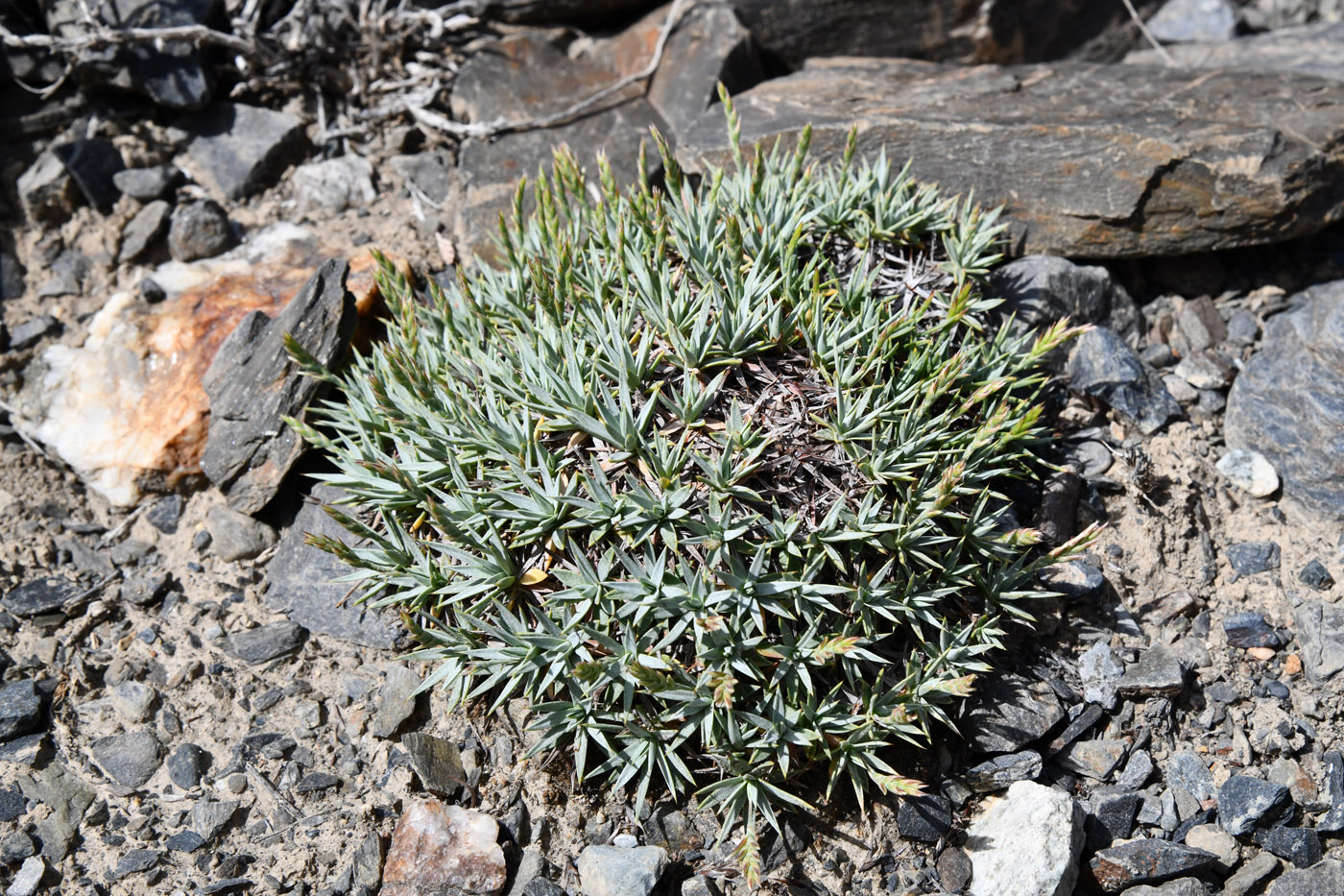 Image of Acantholimon alexeenkoanum specimen.