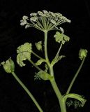 Angelica sylvestris