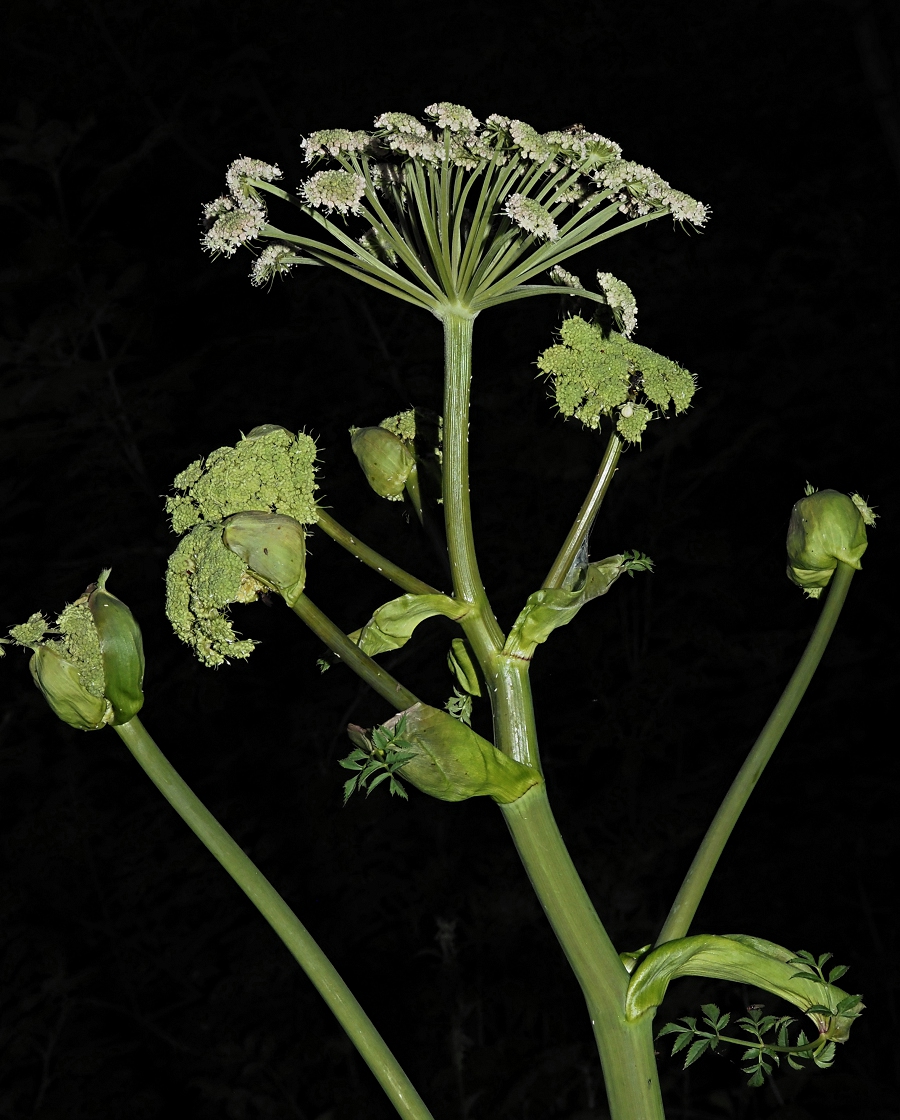 Изображение особи Angelica sylvestris.